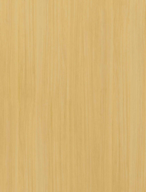 GWC728 European White Elm