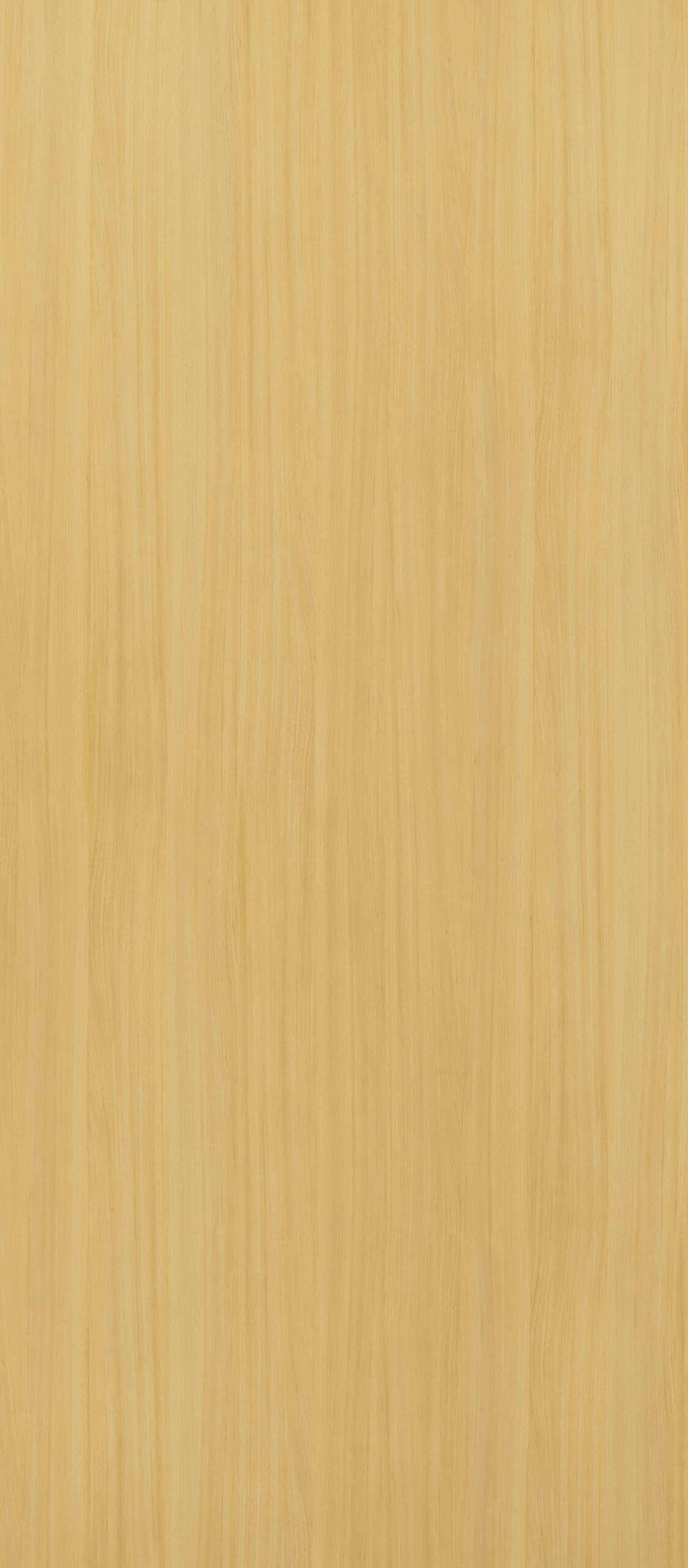 GWC728 European White Elm