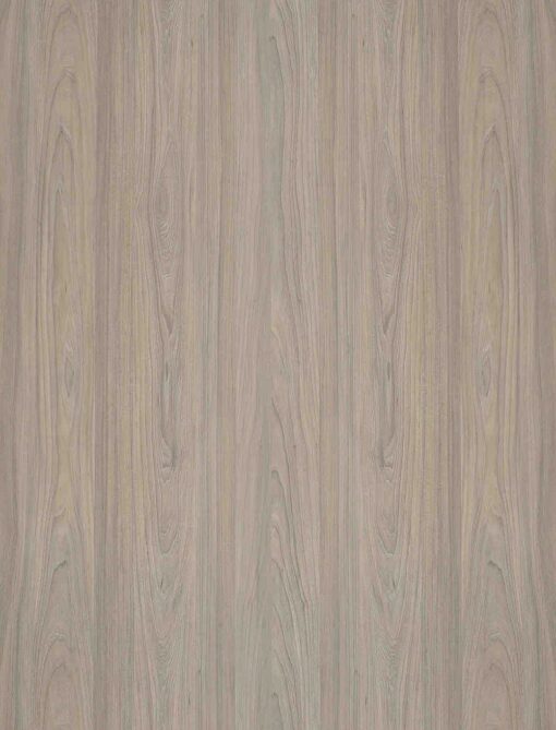SY15353 Rosenheim Elm